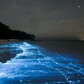 SeaShore