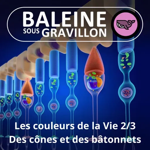 S07E19 Les couleurs de la Vie 2/3 : Cônes et bâtonnets, comment fonctionne un œil ? (Frédéric Archaux)