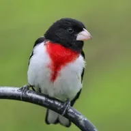 Beaks and Grosbeaks