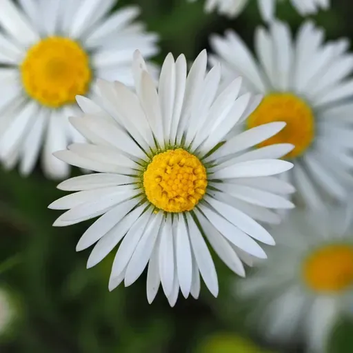 A LEI DE AMOR