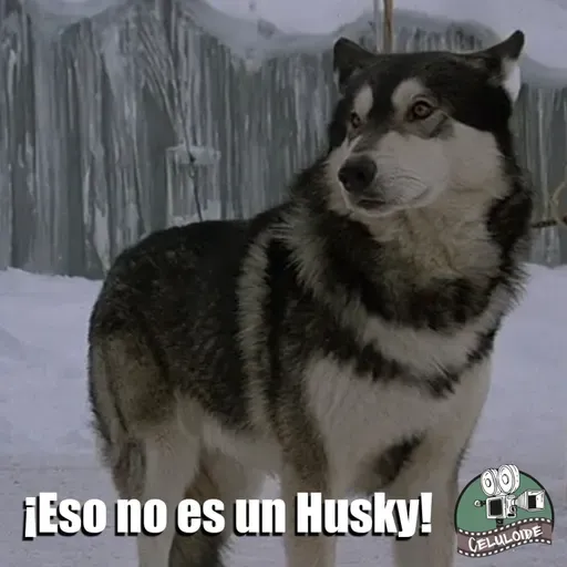 CLOP E163 Eso no es un Husky