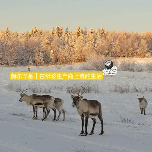 49:赫尔辛基｜在纸浆生产商上班的生活