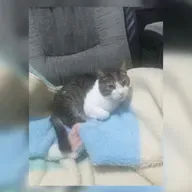 Ajudem meu Gatinho Malloy 