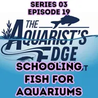 Best Schooling Fish for Home Aquariums (Shoaling vs Schooling Explained)