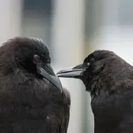 T and Dart