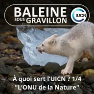 S07E43 C'est quoi l'UICN ? 1/4 : Dans les coulisses de "l'ONU de la Nature" (Maud Lelièvre)