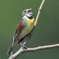 Let The Birds Do The Talking