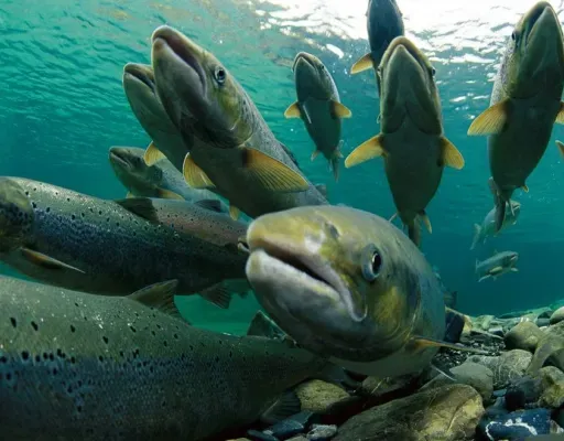 Рыбные места Латвии: почему у нас всего несколько рек, куда рыба заходит на нерест?