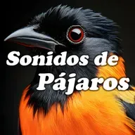 Trinos de Aves para Combatir el Estrés y la Ansiedad