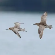 Birds Crossing the Pacific