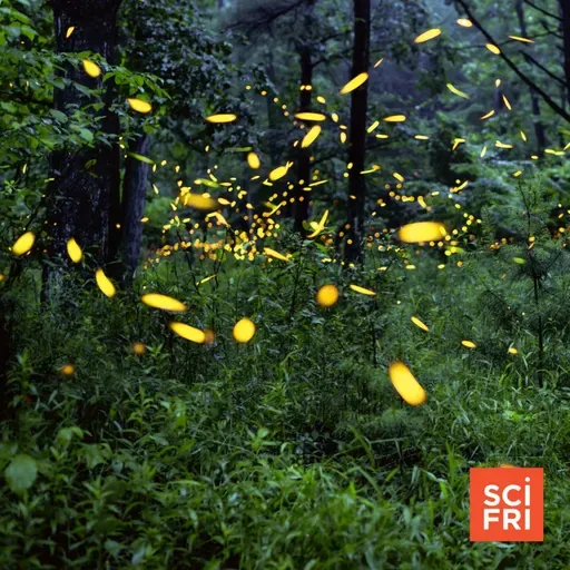 Decoding Fireflies’ Smelly Signals And Blinking Butts
