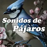 Sonidos Relajantes de Aves para Combatir la Tensión