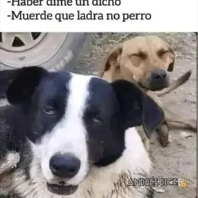 Milenavallsteros
