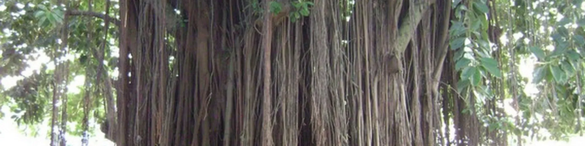 GAMELEIRA WEB RADIO JANAUBA-MG