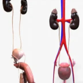 3d Vagina .obj