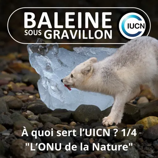 S07E43 C'est quoi l'UICN ? 1/4 : Dans les coulisses de "l'ONU de la Nature" (Maud Lelièvre)