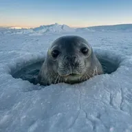 🦭 The Ocean’s Most Extreme Mammal