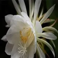 DAMA DE NIT   24-09-2025 21-00