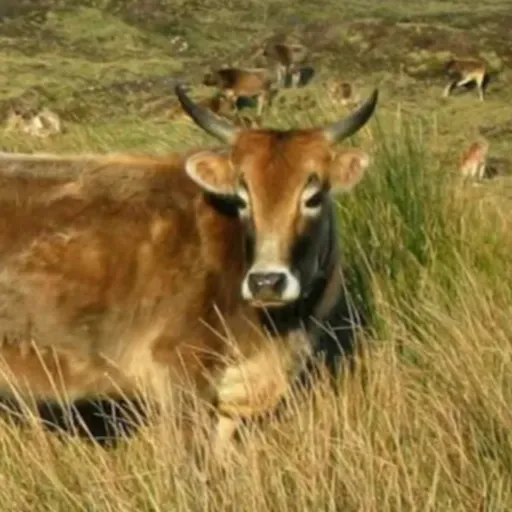 Las Vacas Enanas de Madagascar | Miniciencia