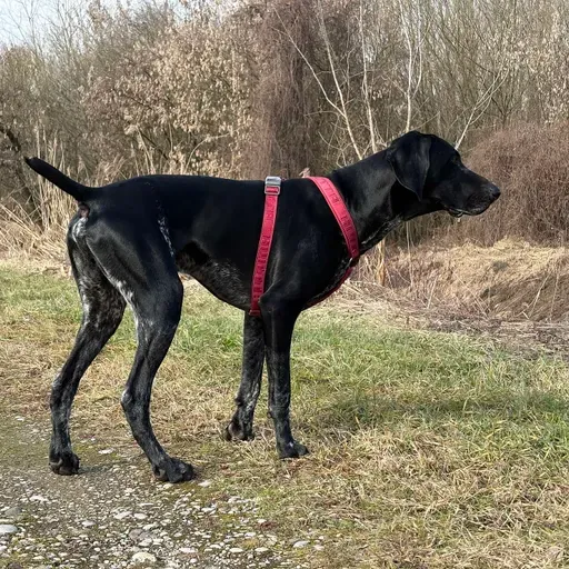 💫 ... brezposelni psi (in mucki) zavod za zaposlovanje po pasje in mačje 🐶 🐈