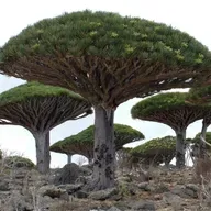 Palco de Estrelas 20-3-2026. Polemica sobre Nueva Linea con Jorge do Vicedo.Especial artistas da verbena dos 90.Santiños