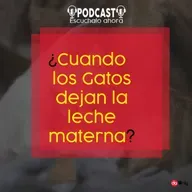 Episodio 128: ¿Cuándo los gatos dejan la leche materna?