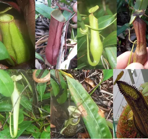 Ep. 558 - Insights into Pitcher Plant Evolution