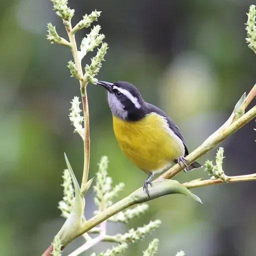 Bananaquits Love Sweets