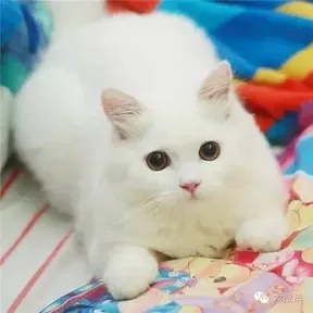 Thai song