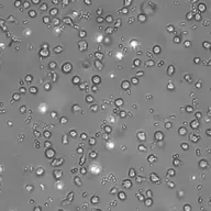 362E-394-Tiny Beasts