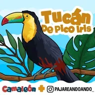 Tucán Pico Iris: El pico que canta y siembra