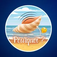 Qu’entend-on vraiment dans un coquillage ? 🐚 (Spoiler : pas la mer...)