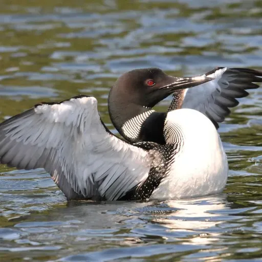 Welcoming Back Common Loons