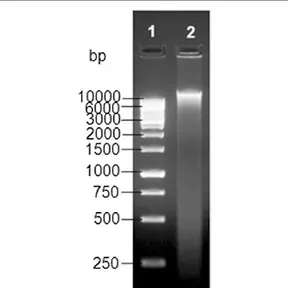 JBLBPS