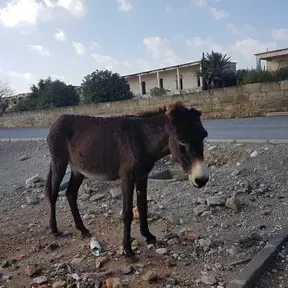 DimitrisAGRinio