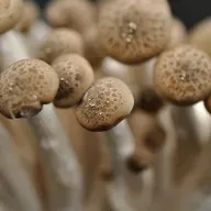 В лес на Рождество. За... грибами