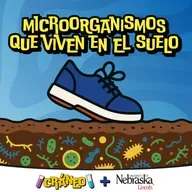 Microorganismos que viven en el suelo