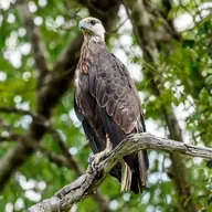 Protecting the Madagascar Fish-Eagle