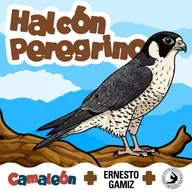 Halcón Peregrino: El ave más rápida del mundo