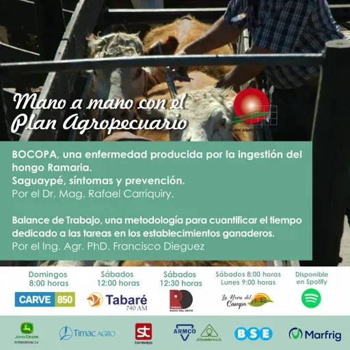 BOCOPA, Hongo Romaria. Suguaypé, síntomas y prevención. Balance de Trabajo, metodología para establecimientos ganaderos. 