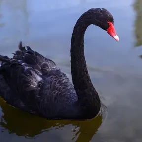 SwanSki