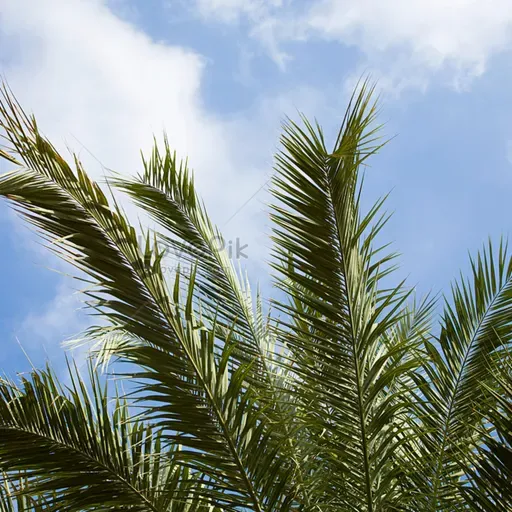 Sálvanos, por favor !