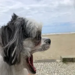 Primeira Visão