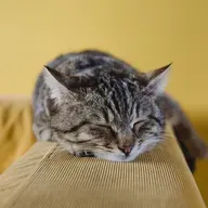 Братья наши меньшие... А действительно ли человек - венец природы?
