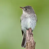 Letter to an Eastern Wood-Pewee