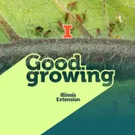 Ep. 230 From alien wasps to zombie ants, parasites are all around | #GoodGrowing