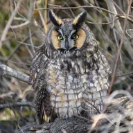 Owl Sounds with Becca Rowland