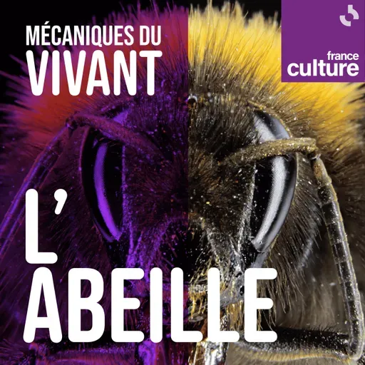 Mécaniques du vivant, saison 4 : Les Abeilles sauvages
