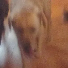 106.3 THE DOG