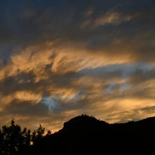 Black Forager : On Connecting with the Living World